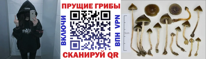 Галлюциногенные грибы прущие грибы  Купить где  Егорьевск 